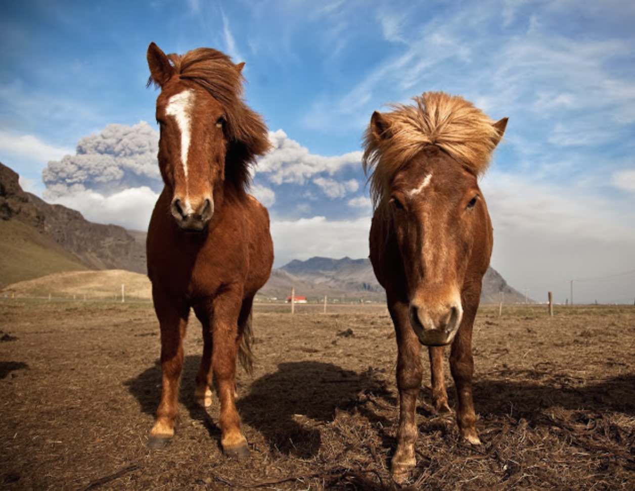 chevaux islandais