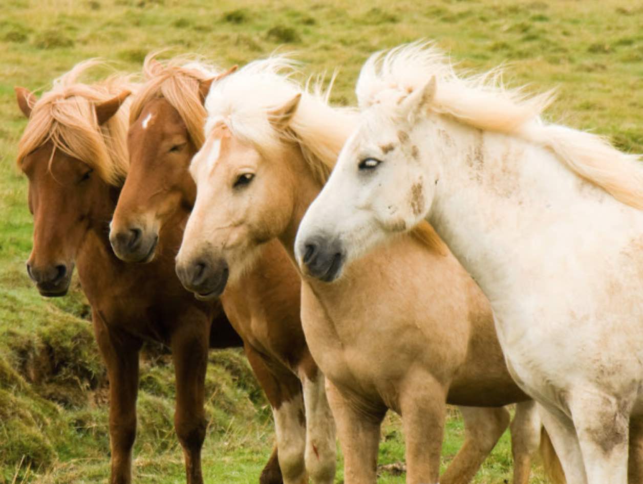 chevaux islandais