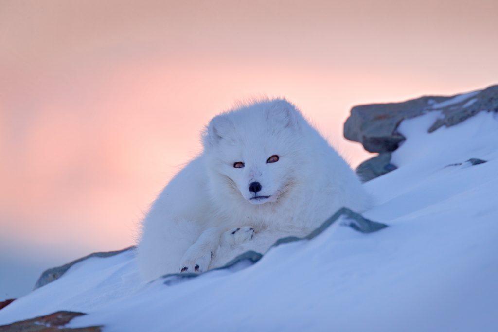 Renard arctique blanc - Animaux d'Islande - Ce qu'ils sont et où les trouver